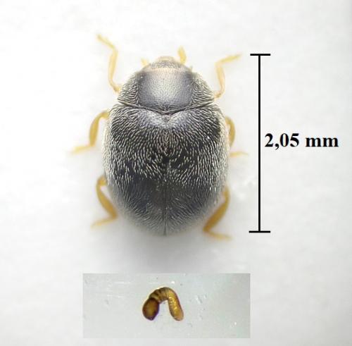 Scymnus rubromaculatus